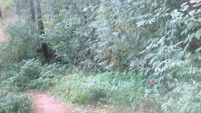 Я не могу не думать о тебе - Автор музыка и поёт Александр Гусев смотреть онлайн