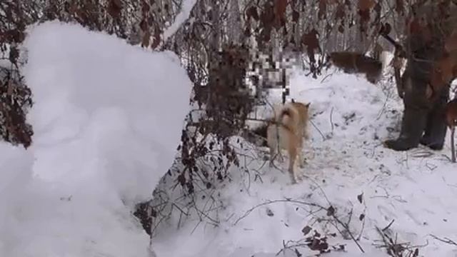 Охота на медведя с собаками смотреть онлайн