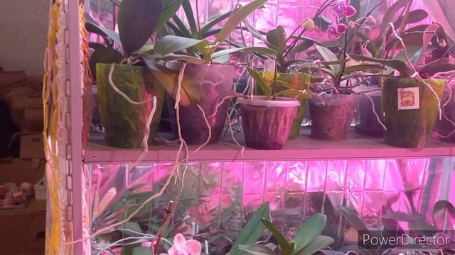 Прогулка Пешком, Два дня в одном видео , Что новенького в Орхоквартире смотреть онлайн