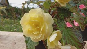 Бегония Нон Стоп Джой Йеллоу (Begonia Non Stop Joy Yellow)