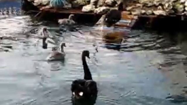 Лебеди в дельфинарии 4 12 2011.avi смотреть онлайн
