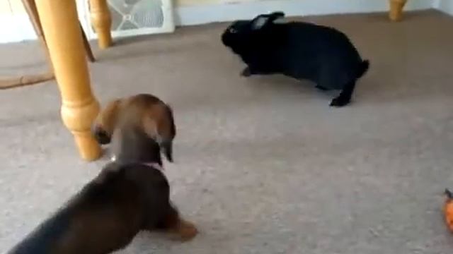 Собака и кролик играют вместе!! Смотрите!! смотреть онлайн