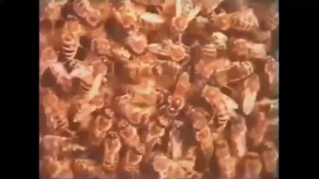 Технология производства продуктов пчеловодства смотреть онлайн