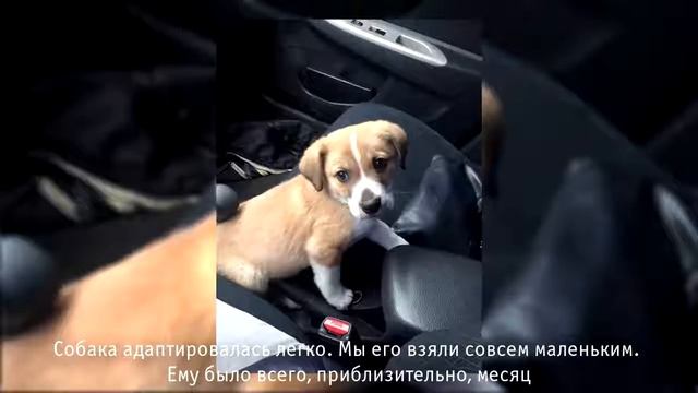 Кекс и его любящие хозяева смотреть онлайн