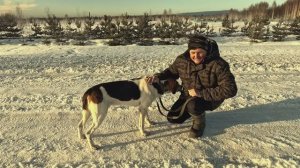 Русская пегая гончая. Всех с Новым 2025 годом !