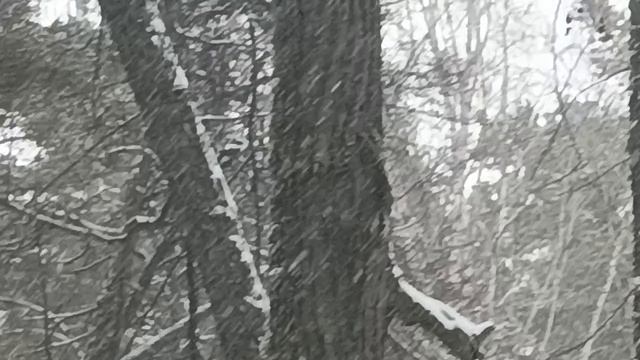 Дупло для пчел. смотреть онлайн