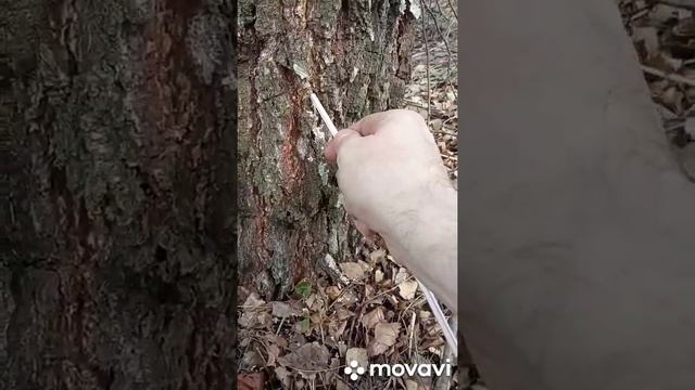 Свежие ингредиенты