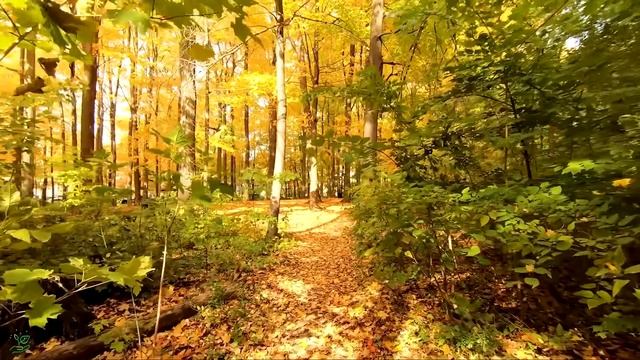 Музыка лечит сердце и сосуды🌿 Успокаивающая музыка восстанавливает нервную систему,расслабляющая #1 смотреть онлайн