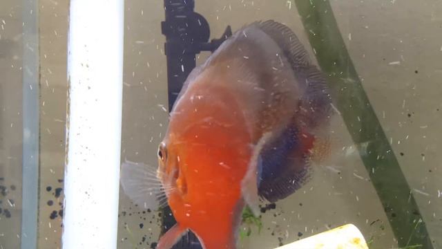 Discus laying egg on Aquatop CF500 Filter 64 gallon. смотреть онлайн