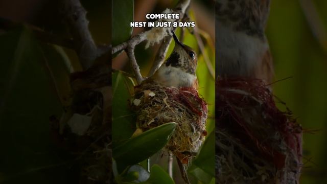 Eggs, Wings, Sky: The Hummingbird's Evolution" смотреть онлайн