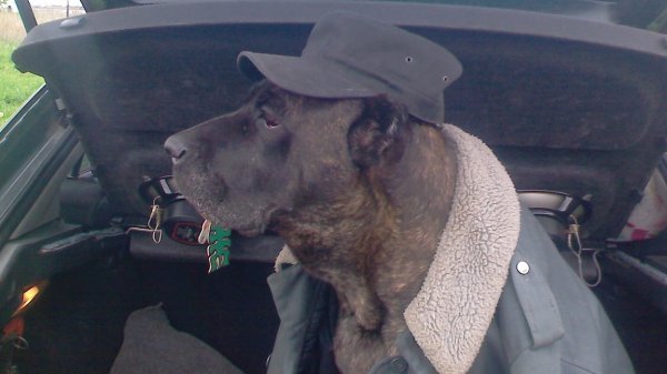 alien rogue incursion