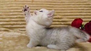 Продаются котята манчкин