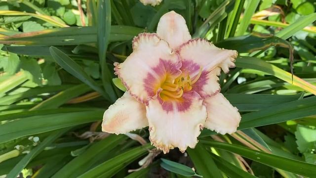 Spacecoast Gator Eye смотреть онлайн