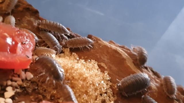 Isopods love Sugar - Porcellio scaber смотреть онлайн
