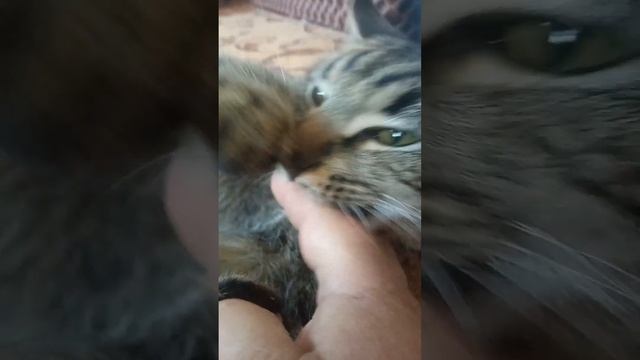 неждал смотреть онлайн