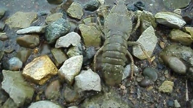 амнистированный рак