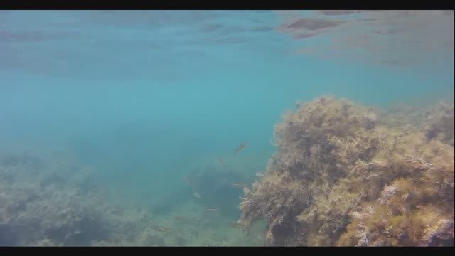 Подводный мир Черного моря любительской съемкой. Пляж скала Киселева. смотреть онлайн