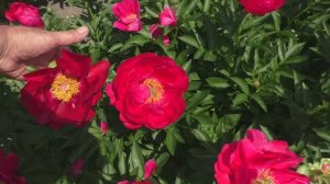 Пион  Mackinac Grand и Lois Arleen