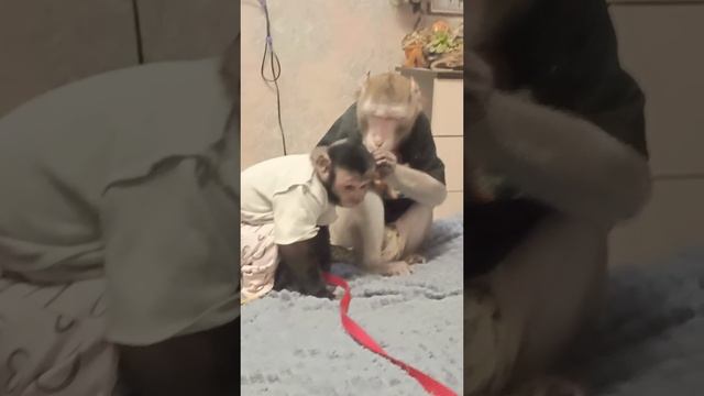 Виды разные,а дружба крепкая. Макака и капуцин #monkey #обезьяна #pets #animals #животные #zoo #life смотреть онлайн