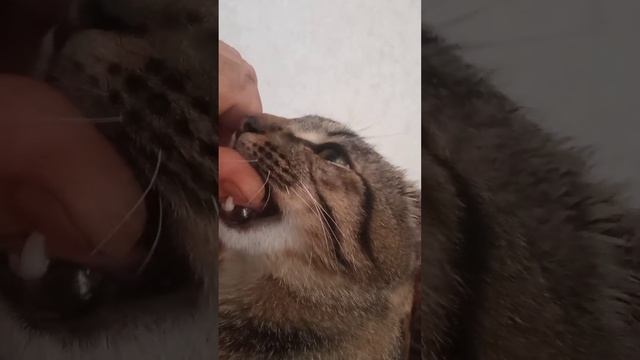 язычооок смотреть онлайн