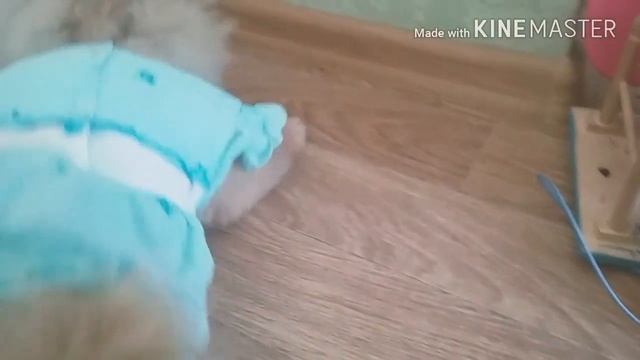 Дог Мод от Фнни смотреть онлайн