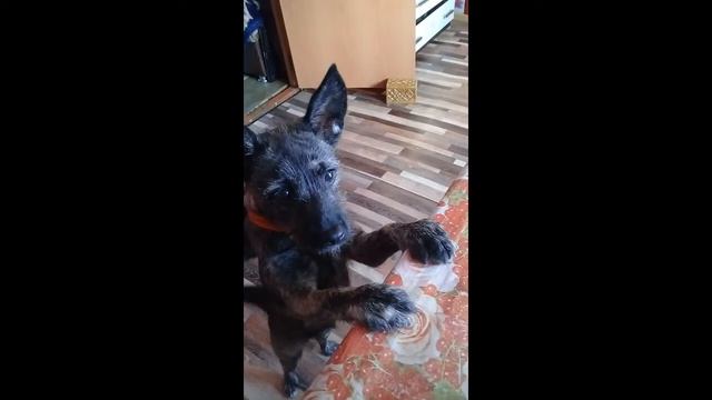 Мои хвостики,четыре лапы. смотреть онлайн