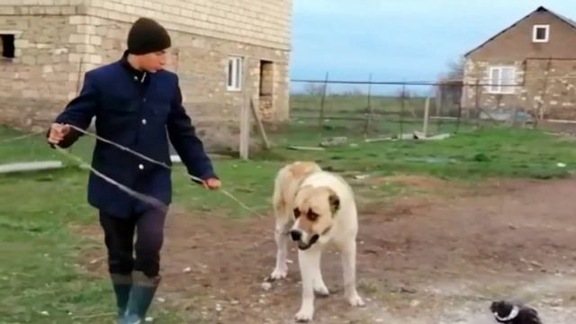 Байкал -1.6 г. Сын Батыра смотреть онлайн