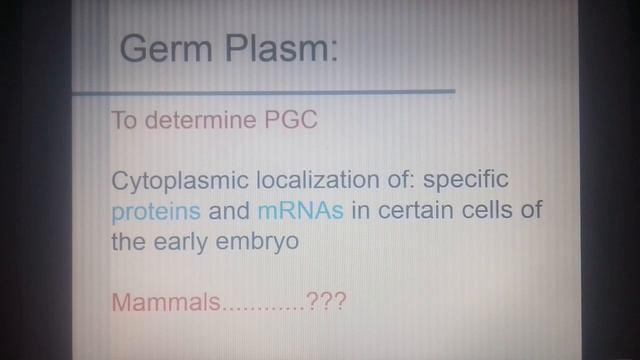 Primordium Germ Cell part 1 смотреть онлайн