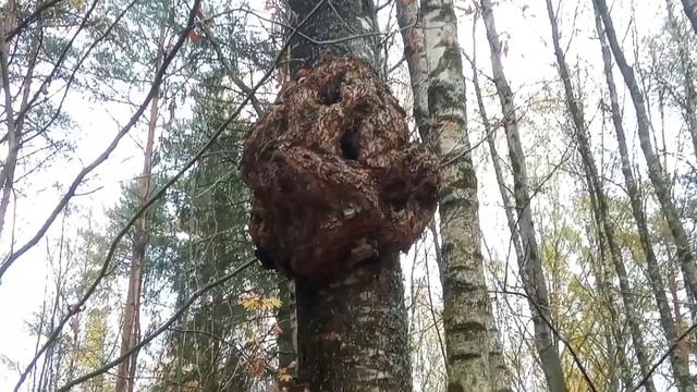 нашёл ценный дорогущий гигантский сувель огромных размеров смотреть онлайн