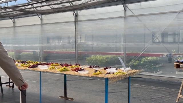 Селекция сортов винограда. смотреть онлайн