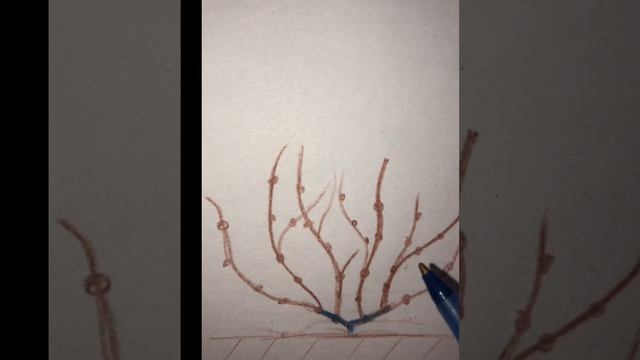 Обрезка метельчатой гортензии весной