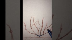 Обрезка метельчатой гортензии весной