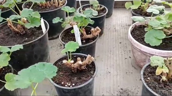 Пеларгония! Секреты красоты!