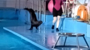 # дельфинарийНабережныеЧелны Морской котик хлопает в ладоши