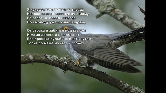 Стихи Черкашин Дмитрий - Кукушонок смотреть онлайн