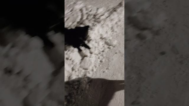 Прогулка с Хасей в сопровождении своры собак🐕