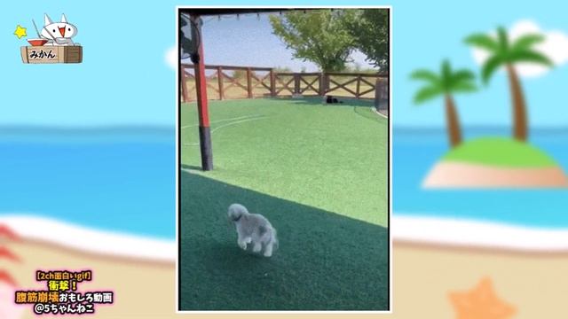 【2ch面白いgif】衝撃！腹筋崩壊おもしろ動画 смотреть онлайн