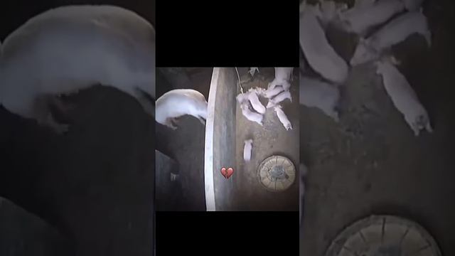 #shortvideo #fypシ #fup #100 #игры #рекомендации #шашлык #подпишись #пон #реки смотреть онлайн