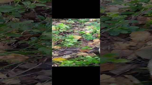 Малыши подосиновики 2024 во смотреть онлайн