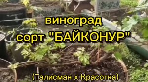 сорт винограда «БАЙКОНУР»