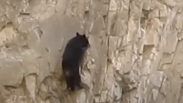 The bear roared with the last of its strength, begging for help.. смотреть онлайн