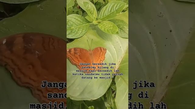 sandal hilang di masjid #shortvideo #katainspirasi смотреть онлайн