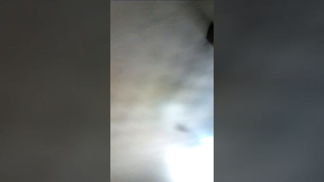 Пёстрый дрозд