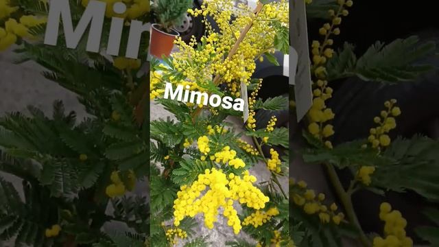 mimosa #fiori #flowers #mimosa #shorts смотреть онлайн