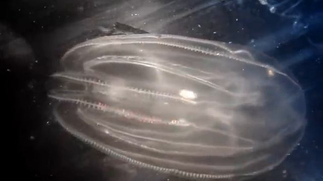 Mnemiopsis leidyi смотреть онлайн