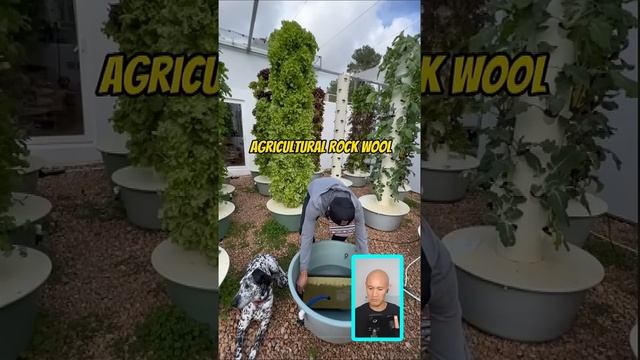 Soilless salad success through lettuce levitation #shorts смотреть онлайн