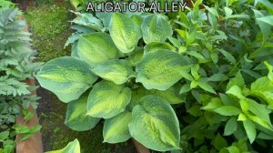 Сад 300 хост.  Крупные хосты в середине лета 2024