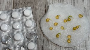 1 ТАБЛЕТКА и ДАЖЕ САМЫЕ СТАРЫЕ СЕМЕНА ВЗОЙДУТ на 2 ДЕНЬ!