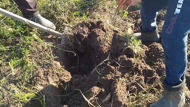 забзира чиндем кафондани попкор смотреть онлайн