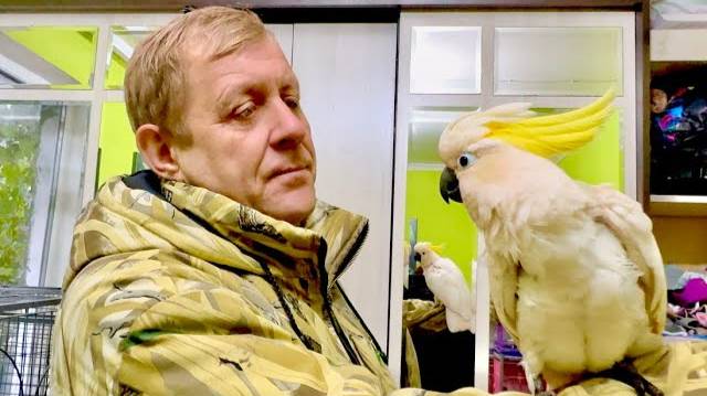 Вы ТОЛЬКО ПОСМОТРИТЕ как ведут себя попугаи при Олеге Зубкове! Кира сразу пошла замуж за Кешу))) смотреть онлайн